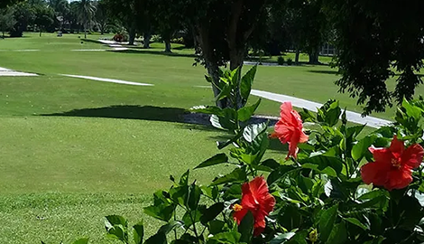 Hibiscus flowers growing near golf club cart path